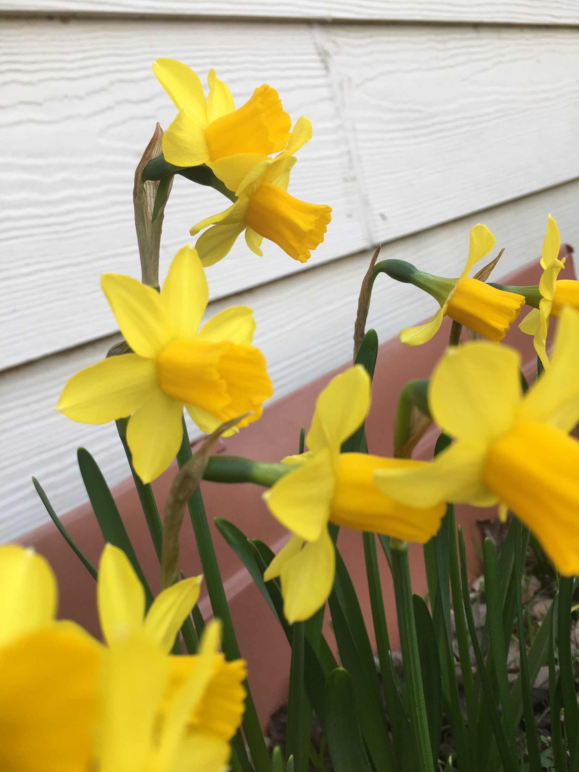 Flowers! - Spectacular Science