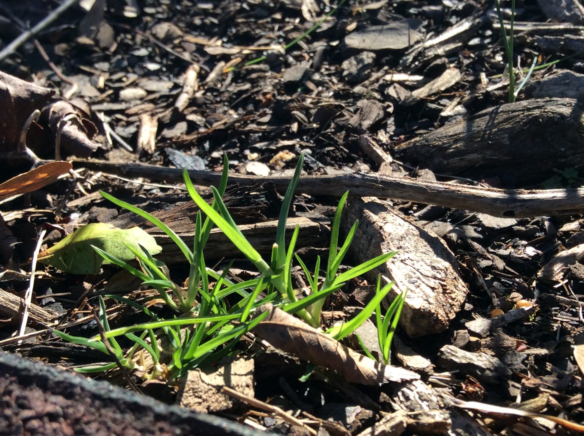 How Do Plants Know When To Grow? Spectacular Science