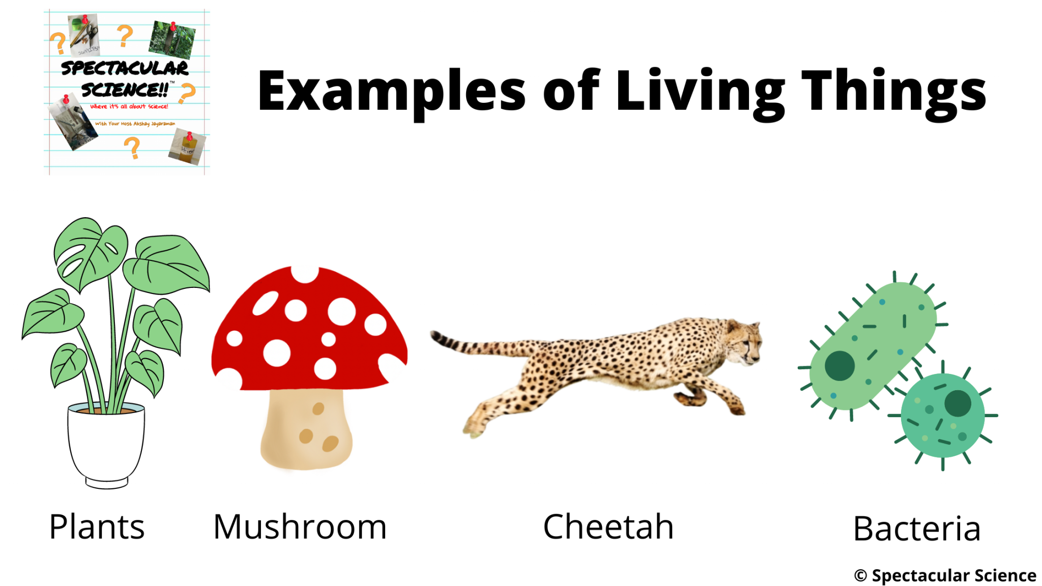 What Are The Characteristics Of Living Things? - Spectacular Science