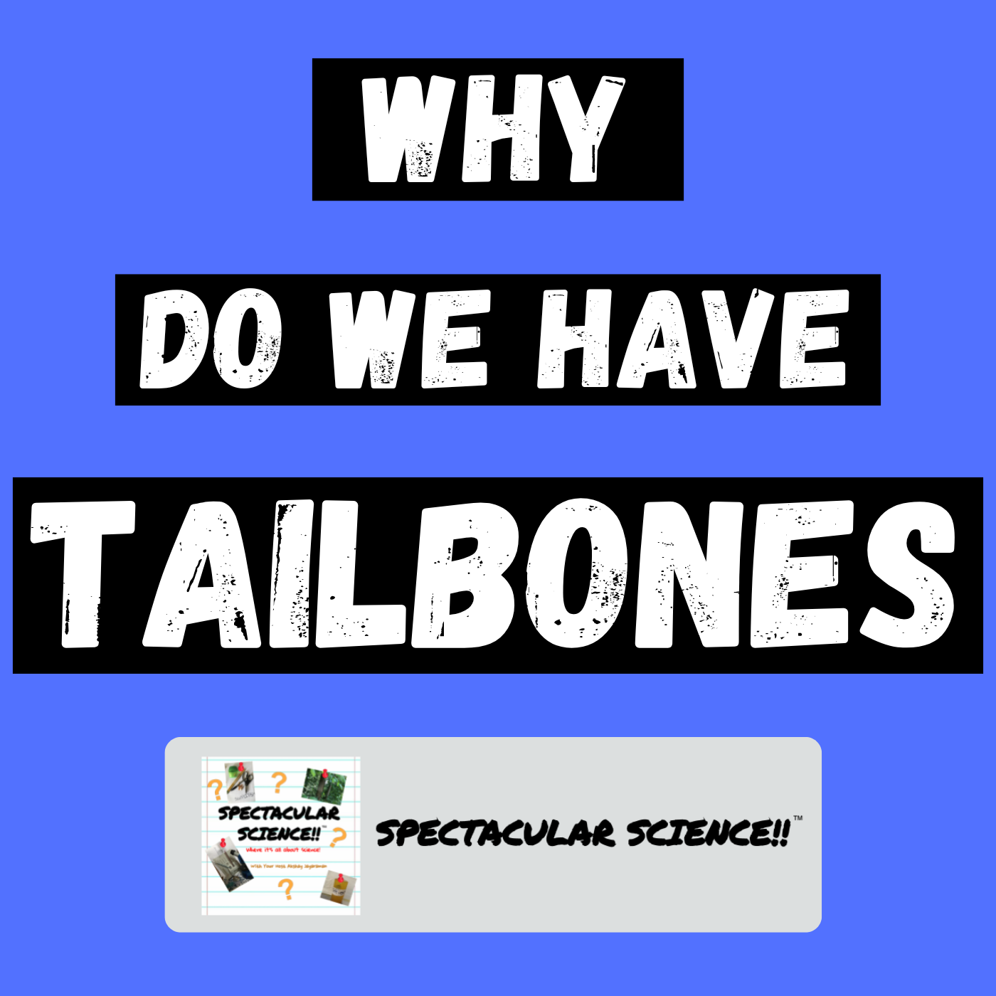 Why We Still Have Tailbones